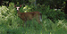 Click on me for FULL SIZE!  Please be patient!