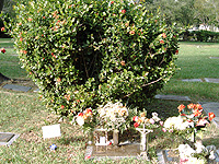 Click here for enlargement