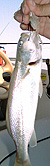 CLICK ON THE PICS for full size ones.
