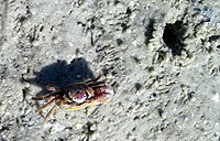 CLICK ON THE PICS for full size ones.