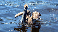 CLICK ON THE PICS for full size ones.